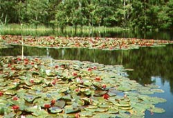 Näckrosorna