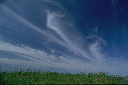 Cirrus uncinus, mare's tails