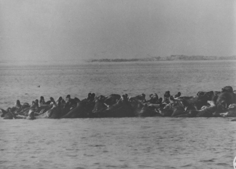 Seal hunting, image 3