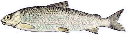 Whitefish
