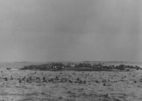 Säljakt, bild 2